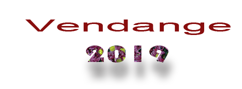 Vendange 2019